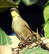 Bulbul à gorge claire