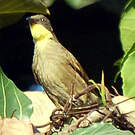 Bulbul à gorge claire