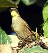 Yellow-throated Leaflove