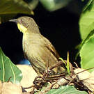 Bulbul à gorge claire