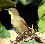 Bulbul à gorge claire