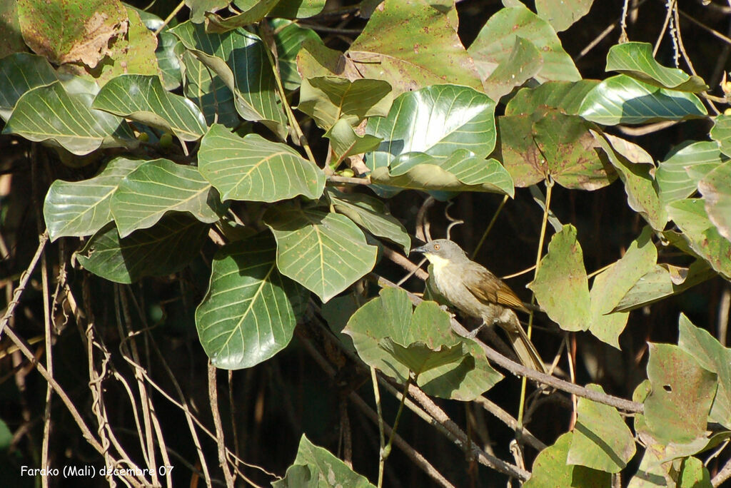 Bulbul à gorge claire