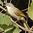 Bulbul à gorge claire