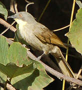 Bulbul à gorge claire