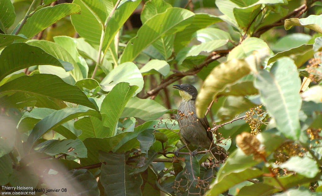 Bulbul à gorge claireadulte, régime