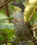 Yellow-throated Leaflove