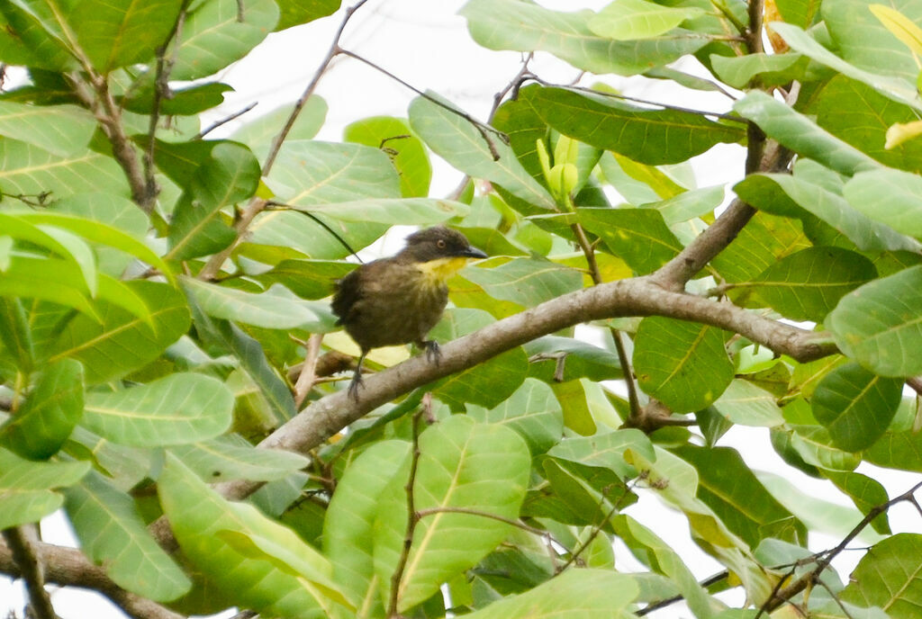 Bulbul à gorge claireadulte, identification