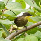 Bulbul à gorge claire