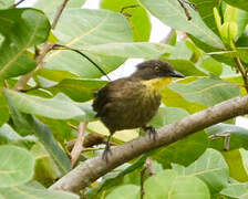 Yellow-throated Leaflove