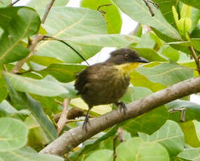 Bulbul à gorge claire