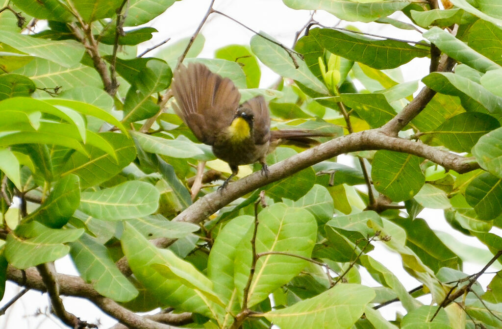 Bulbul à gorge claireadulte