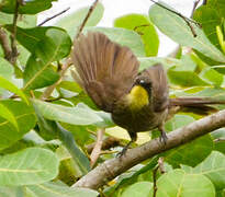 Bulbul à gorge claire