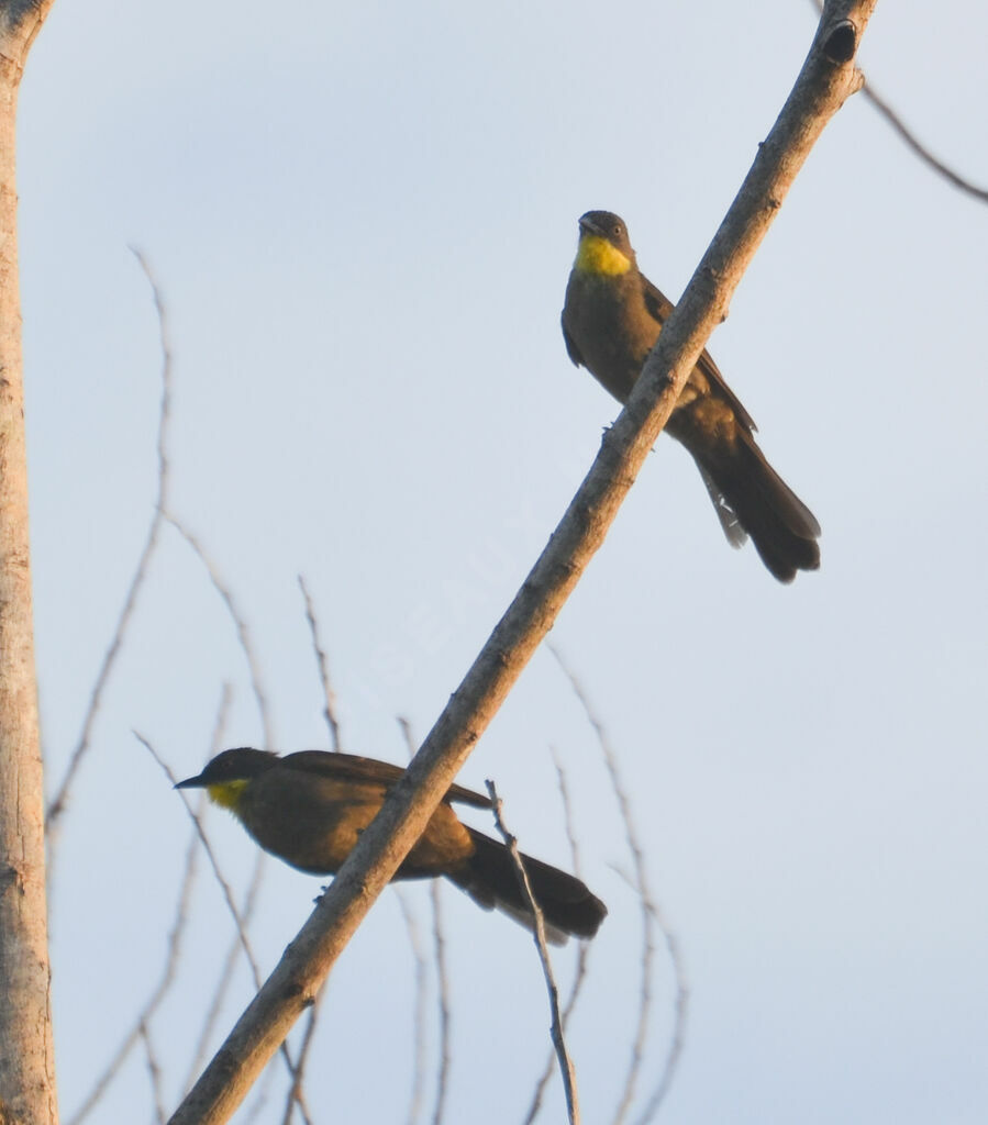 Yellow-throated Leafloveadult