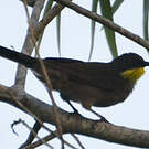 Bulbul à gorge claire
