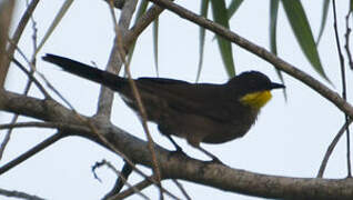 Yellow-throated Leaflove