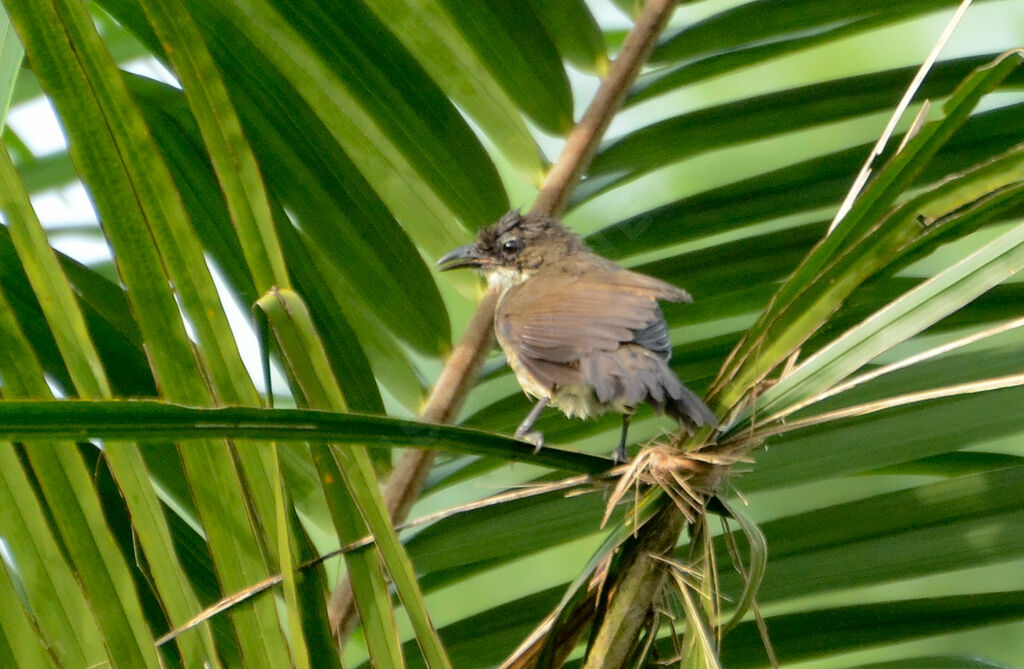 Bulbul à gorge claireadulte