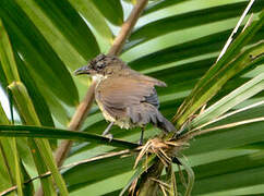 Bulbul à gorge claire