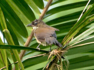 Bulbul à gorge claire