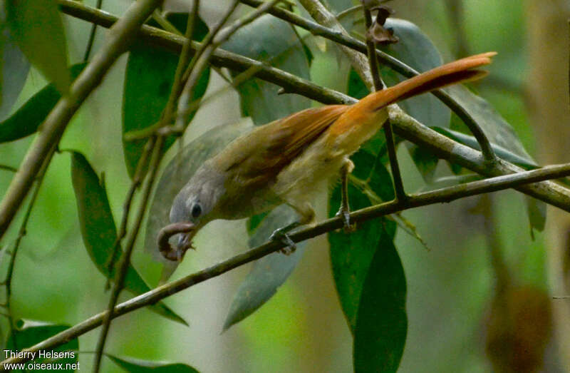 Red-tailed Leafloveadult, habitat, pigmentation, feeding habits, fishing/hunting