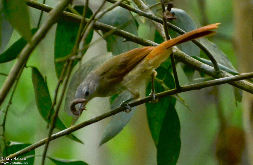 Bulbul à queue rousseadulte, habitat, pigmentation, régime, pêche/chasse