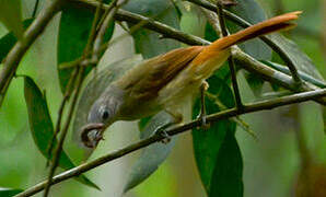 Red-tailed Leaflove