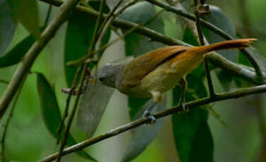 Bulbul à queue rousse