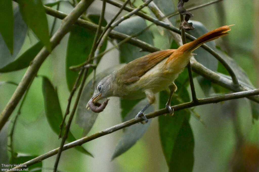 Bulbul à queue rousseadulte, identification