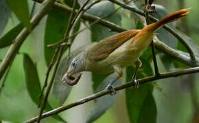 Bulbul à queue rousse