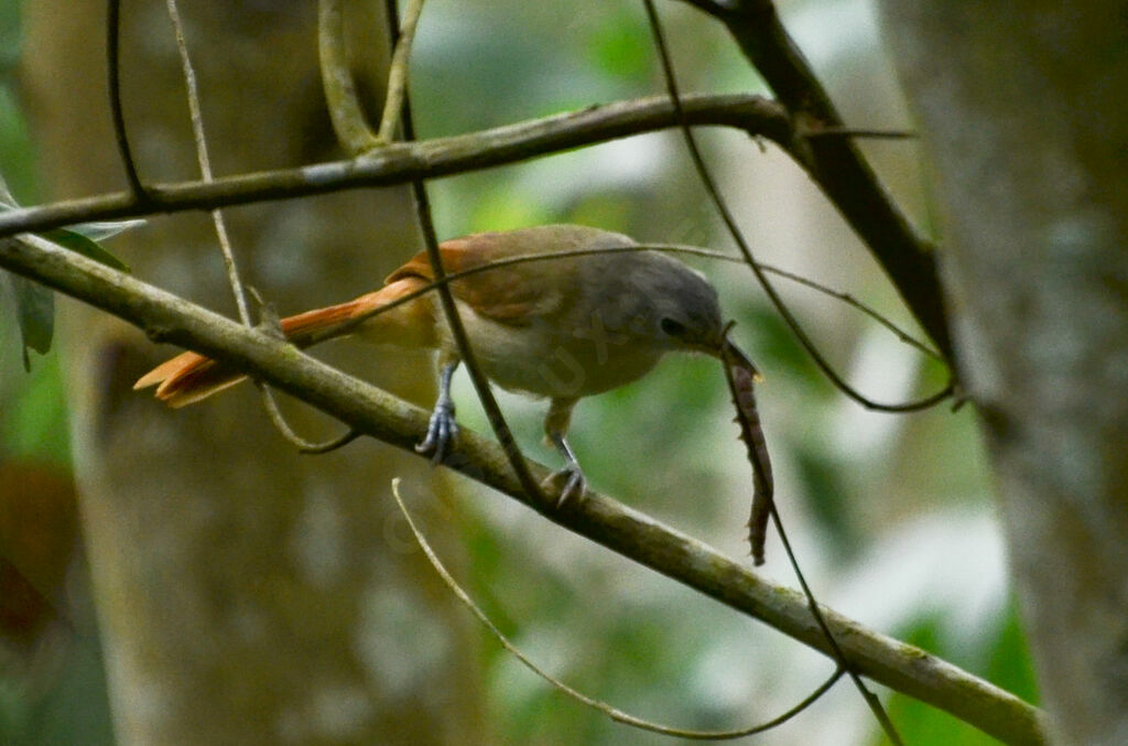 Red-tailed Leafloveadult, identification