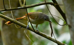 Red-tailed Leaflove