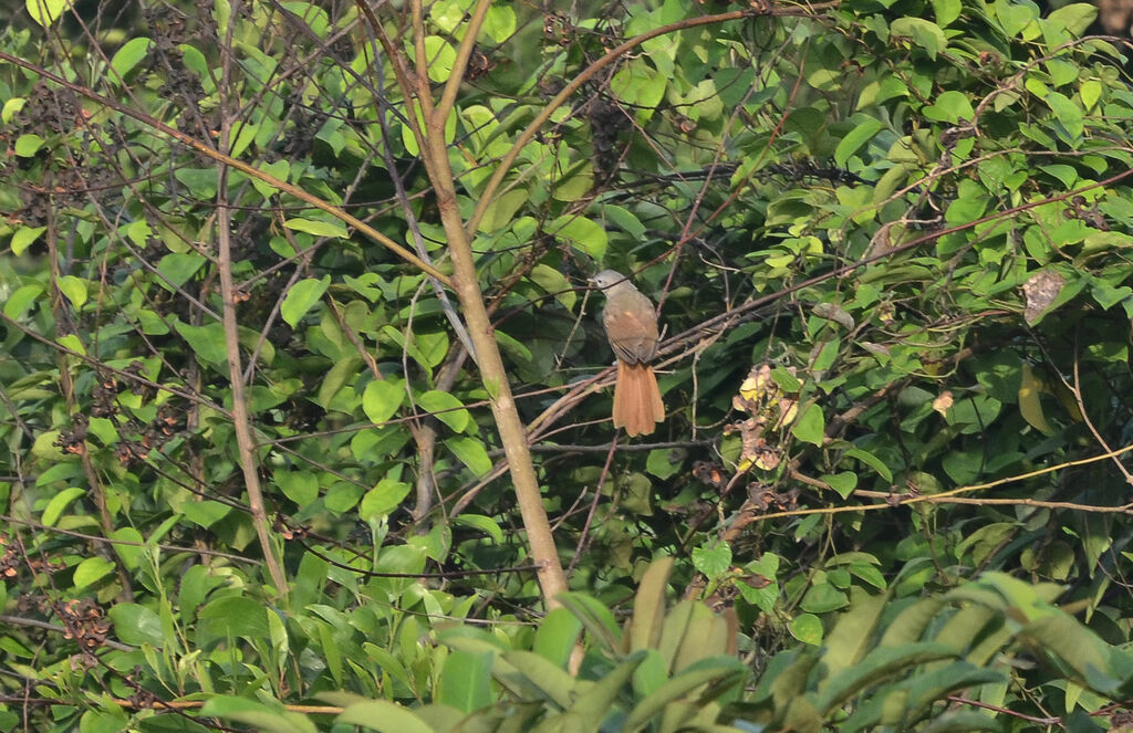 Bulbul à queue rousse