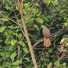 Bulbul à queue rousse