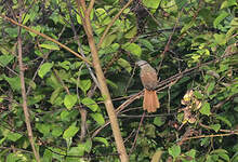 Bulbul à queue rousse