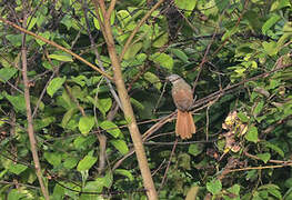 Red-tailed Leaflove