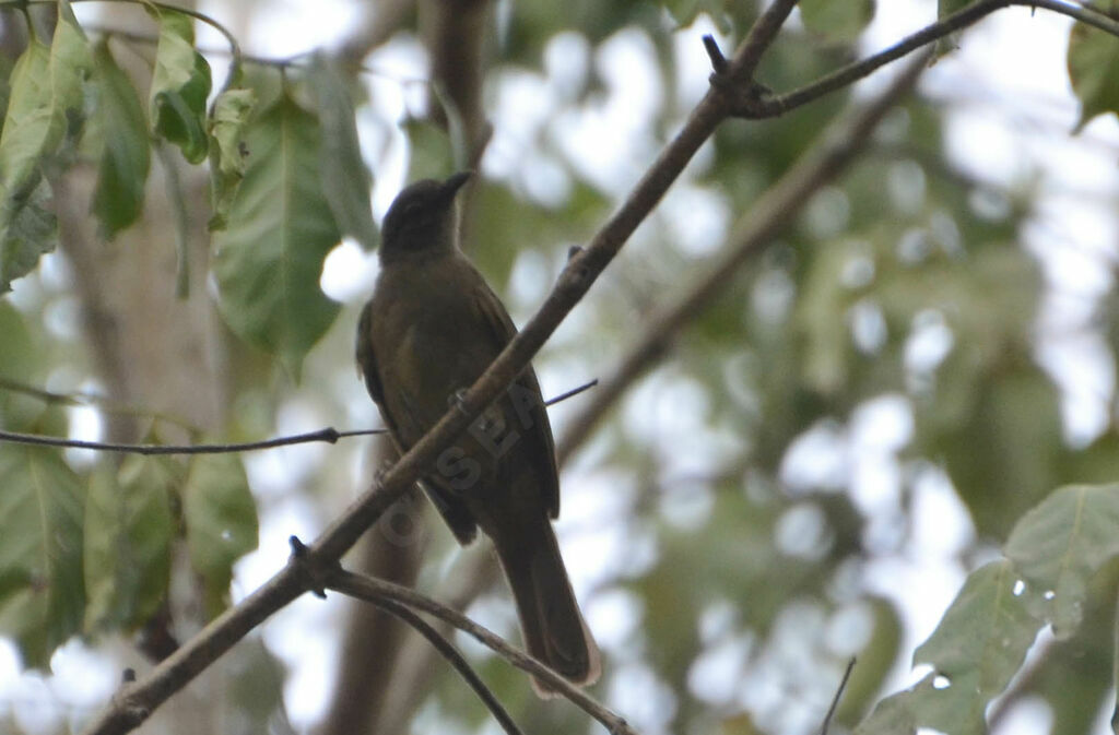 Bulbul curvirostreadulte