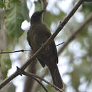 Bulbul curvirostre
