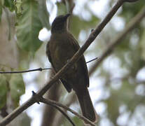 Plain Greenbul