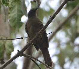 Bulbul curvirostre