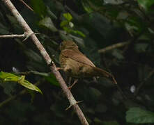 Bulbul de Baumann