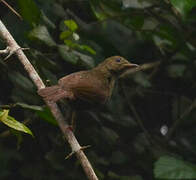 Baumann's Olive Greenbul