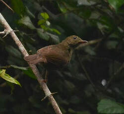 Bulbul de Baumann