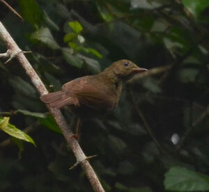 Bulbul de Baumann