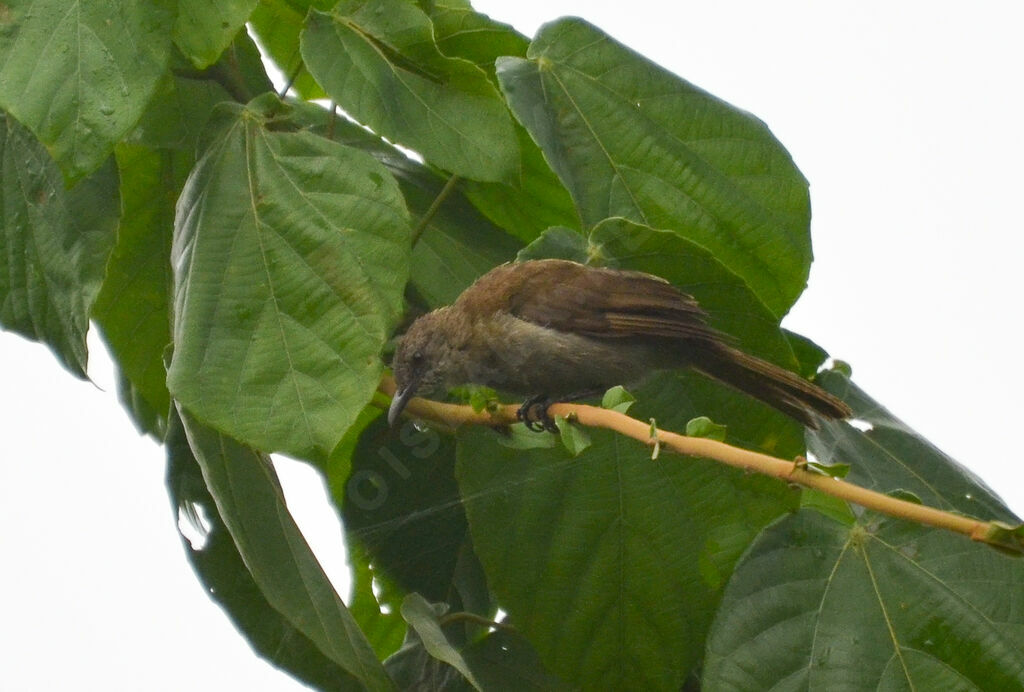 Bulbul de Baumannadulte