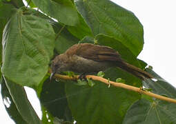 Baumann's Olive Greenbul