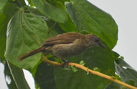 Baumann's Olive Greenbul