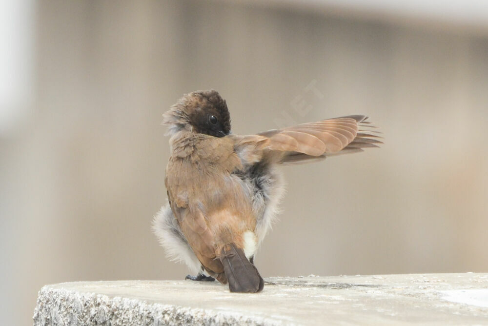 Bulbul des jardins, Comportement