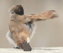 Bulbul des jardins