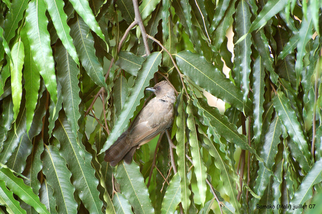 Bulbul des jardinsadulte