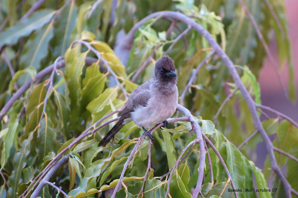 Bulbul des jardinsadulte