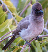 Bulbul des jardins